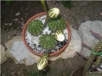 c0b8e301-Picture 6294.jpg